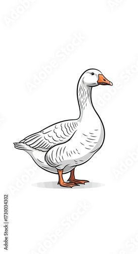 White goose standing on white background illustration.