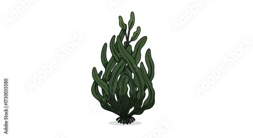 Green seaweed plant isolated on white background.