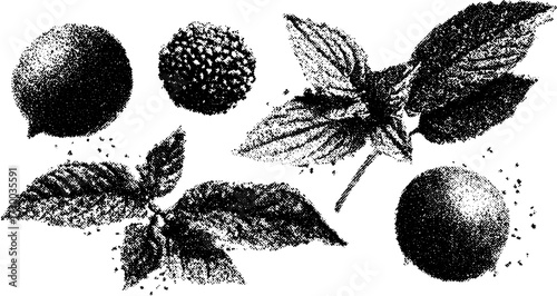 Orange and leaves illustrated in black and white. Detailed botanical vector illustration set showcasing round fruit and nature elements.