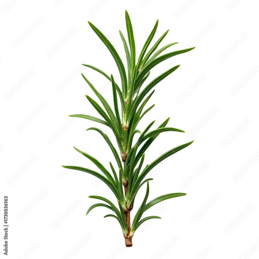 Fototapeta premium Fresh rosemary isolated on transparent background