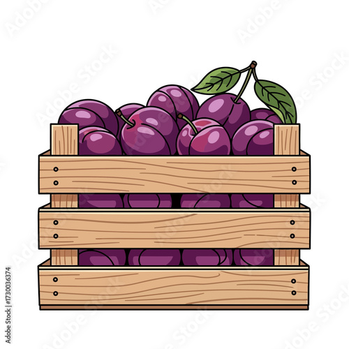 Wooden crate filled with purple plums and green leaves on a white background.