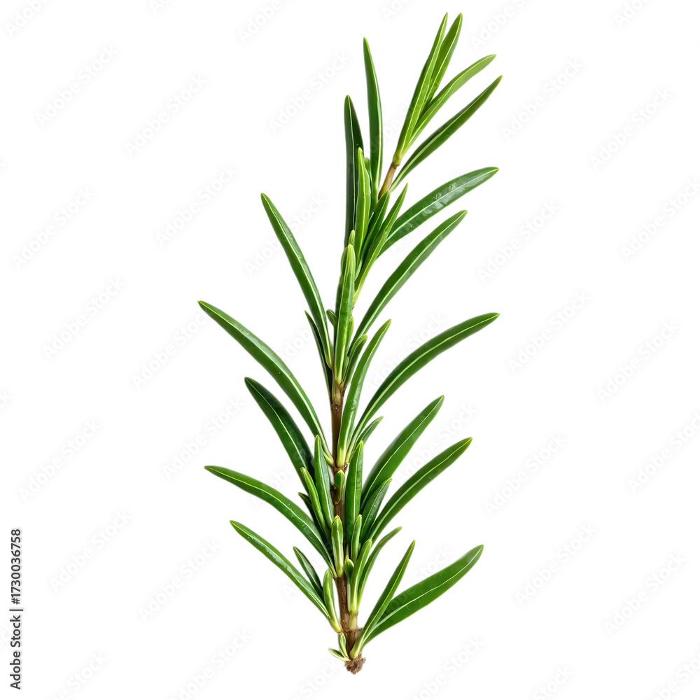 Fototapeta premium Fresh rosemary isolated on transparent background