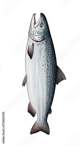 A silver fish is displayed vertically against a white background.