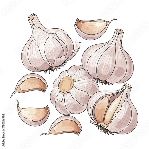Illustration of garlic bulbs and cloves isolated on a white background.