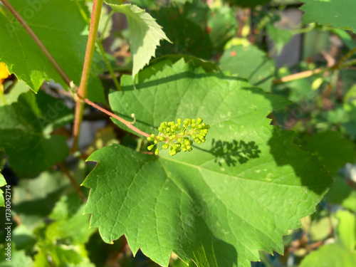 Botany study of grape vine reproduction small green flowers that will develop into bunches of fruit. Photo shows healthy plant life and agricultural detail