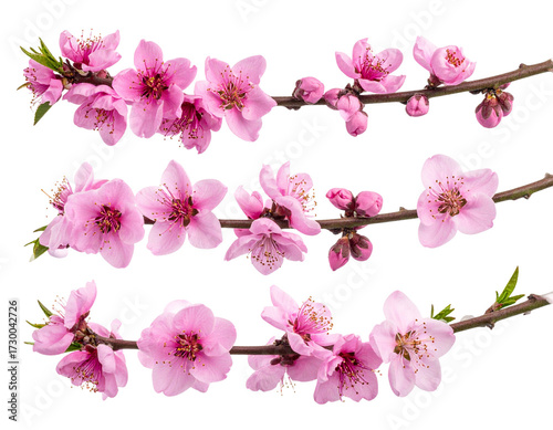 Set of Side angle view of a delicate pink blossom branch with petals softly curling  (2)