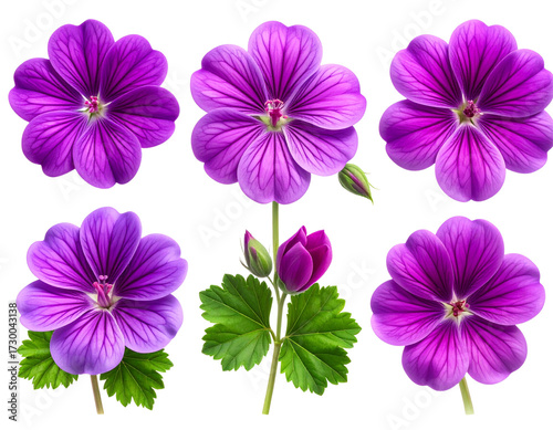 Set of Single vivid purple geranium bloom centered and on transparent png background. 