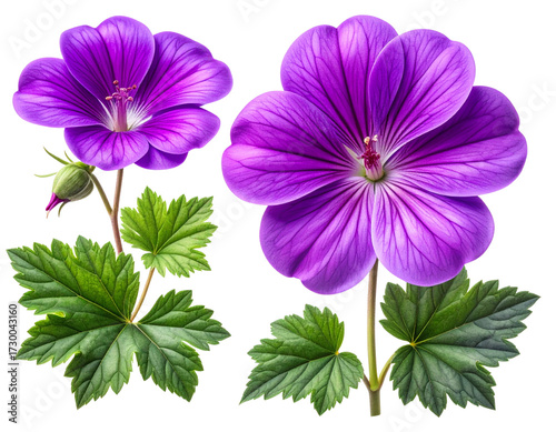 Set of Single vivid purple geranium bloom centered and on transparent png background. 