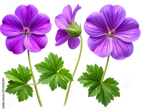lSet of Single vivid purple geranium bloom centered and on transparent png background.