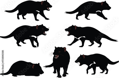 Collection of black Tasmanian devil silhouettes in various walking roaring standing sitting poses isolated vector illustration Australian wildlife marsupial animal design