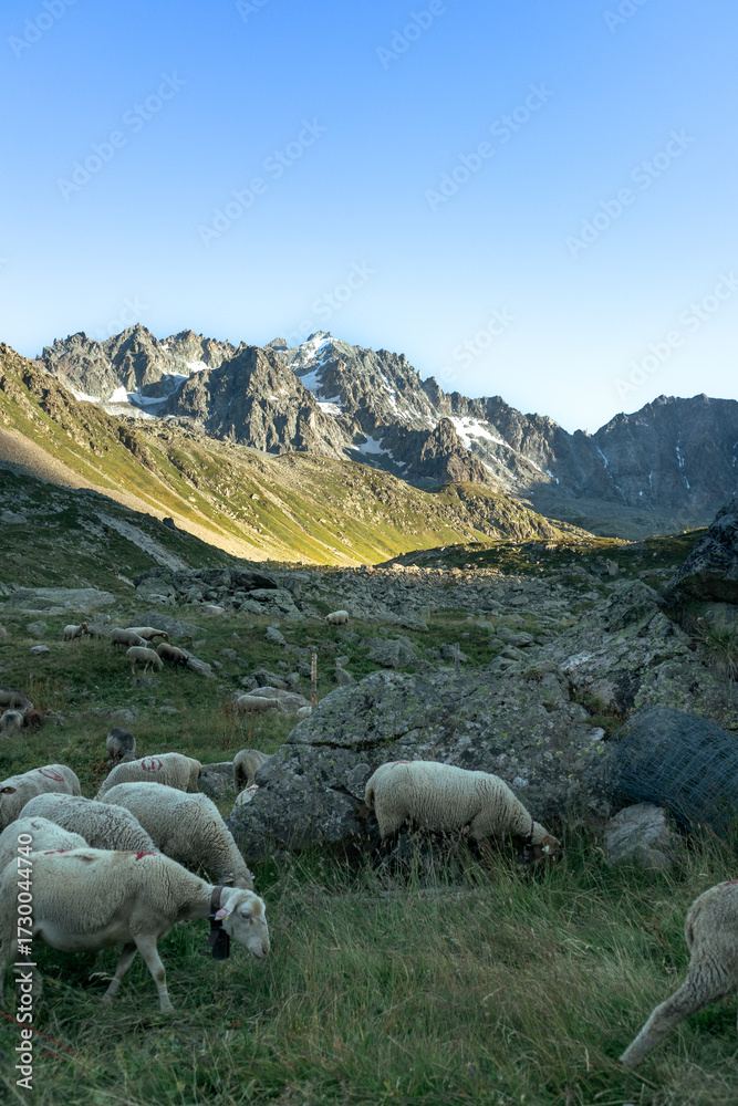 Fototapeta premium Flock of sheep in the mountains eating grass