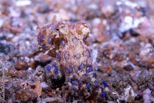 Blue-ringed octopus Hapalochlaena lunulata, Lembeh Indonesia