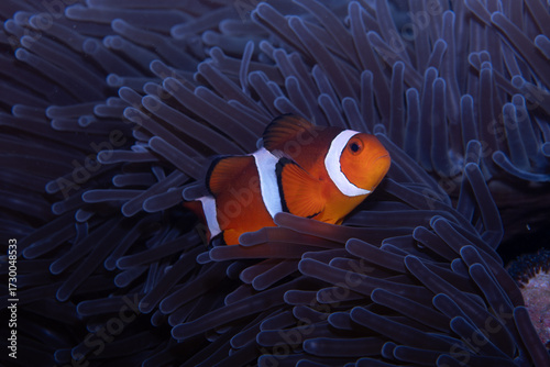 Western Anemonefish Amphiprion ocellaris, Lembeh Indonesia