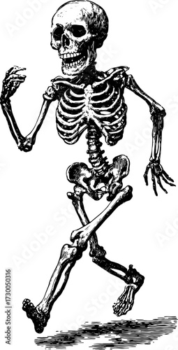 Skeleton character running in vintage style. Retro vector illustration showing anatomy and lines, in black and white.