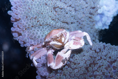 Porcelain crab Neopetrolishes oshimai, Lembeh Indonesia