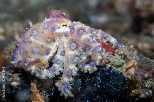 Blue-ringed octopus Hapalochlaena lunulata, Lembeh Indonesia
