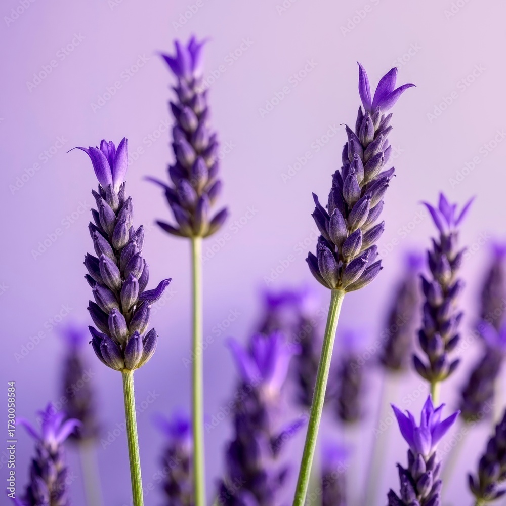 Naklejka premium Purple lavender field scenery