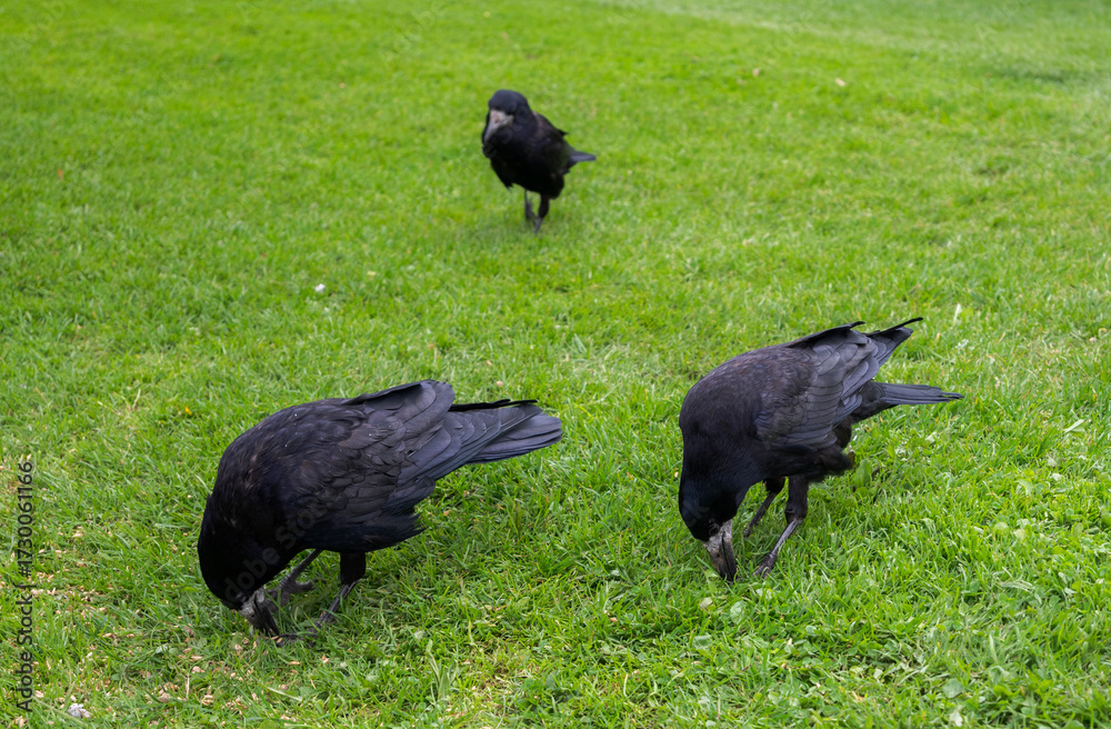 Obraz premium Rooks, Corvus frugilegus, standing on a grassy surface, showcasing its glossy black feathers and stout beak. Photo taken in Muckross, Ireland