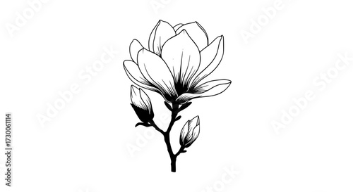 Vector art of elegant magnolia blossom, showcasing delicate petals and intricate details, capturing the essence of springs beauty and floral grace in a minimalist design