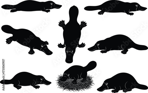 Silhouette vector illustration of platypus animals in multiple poses swimming resting nesting black Australian wildlife design isolated on white background for decoration