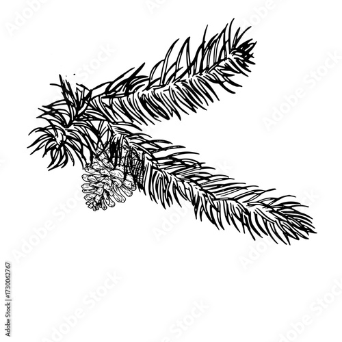 Fluffy twig of pine and spruce and cones, sketch. Vector illustration. A traditional Christmas decoration, isolated on a white background. For postcards, invitations, New Year, textiles and packaging