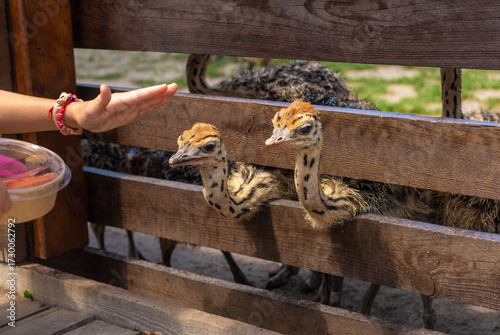 Ostrich babies on a farm. Selective focus.