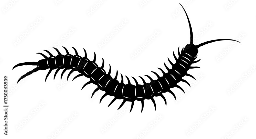 Fototapeta premium Vector art of a centipede, its segmented body undulating across the surface, each tiny leg propelling it forward with relentless determination and purpose