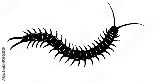 Vector art of a centipede, its segmented body undulating across the surface, each tiny leg propelling it forward with relentless determination and purpose