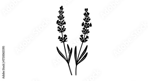 Vector art of delicate lavender sprigs, their slender stems and clustered blossoms creating a serene and aromatic visual experience in a minimalist design