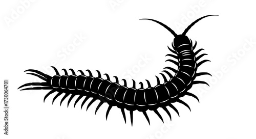Vector art of a detailed silhouette of a centipede, its segmented body and numerous legs meticulously rendered, crawls across a pristine white surface