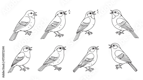 Collection of eight detailed sparrow illustrations showing different poses and angles realistic line art vector