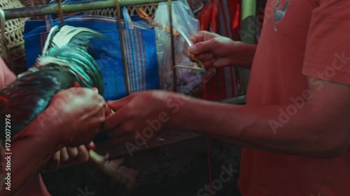 Cockfighting in Indonesia. Competitors tie sharp razors to the legs