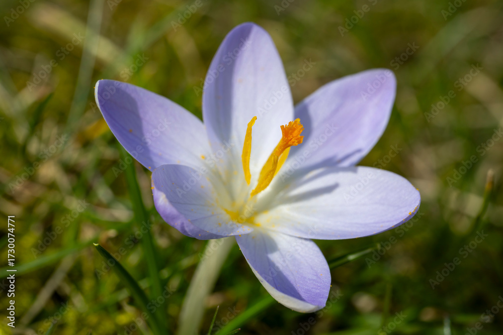 Fototapeta premium Einzelner blühender Krokus, Crocus