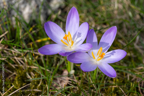 Blühende Krokusse, Crocus