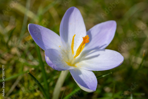 Einzelner blühender Krokus, Crocus
