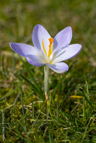 Einzelner blühender Krokus, Crocus