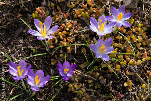 Mehrere blühende Krokusse, Crocus