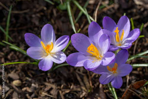 Mehrere blühende Krokusse, Crocus
