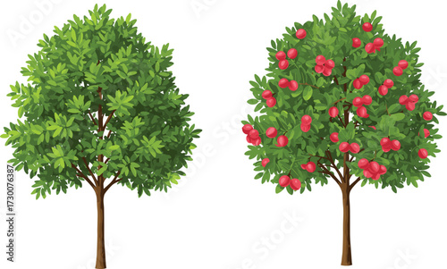 Fruit-bearing tree and non-fruiting tree side by side, showcasing botanical contrast, foliage symmetry, and plant biology in cartoon illustration