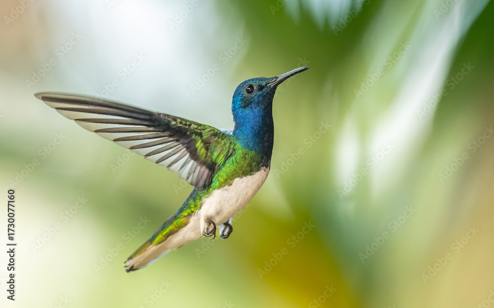 Obraz premium Weißnackenkolibri (Florisuga mellivora) oder Jakobinerkolibri, männlich