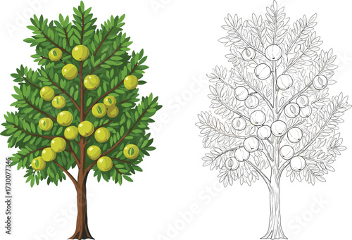 Fruit-bearing tree illustration showing full-color and black-and-white versions side by side, highlighting artistic stages and botanical anatomy comparison
