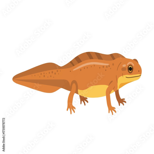 An orange-colored newt with a tail, standing on its legs, isolated on a white background.