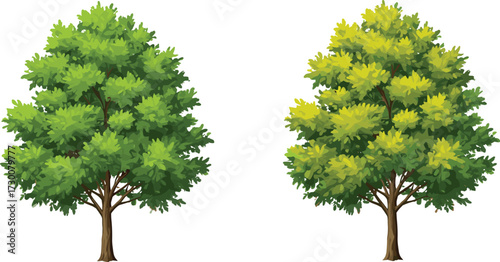 Seasonal tree contrast showing summer and autumn foliage transition, environmental change, nature cycle, deciduous leaves, symbolic transformation, botanical illustration