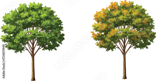 Seasonal tree foliage change from summer to autumn, botanical contrast, nature cycle, deciduous leaf transition, environmental concept, vector illustration design