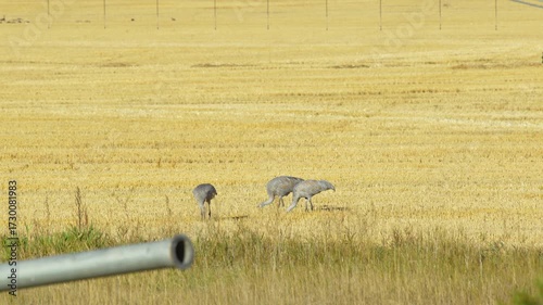 Three Sandhill Cranes Feeding in Morning Wheat Field