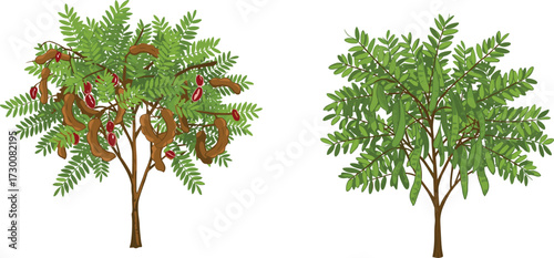 Canvas-taulu Tree pod and seed comparison with compound leaves, botanical anatomy, leguminous
