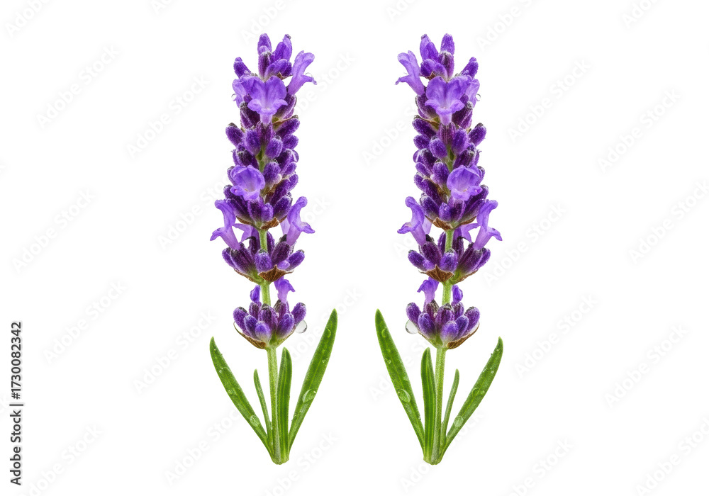Obraz premium Vibrant purple lavender sprigs with glistening water droplets, macro close-up, 45-degree high-angle, clean transparent studio background, elegant commercial freshness concept