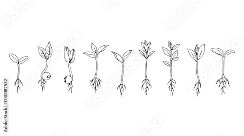 Growing seedlings sequence plant life cycle stages botanical botanical growth stages progression plant development vector