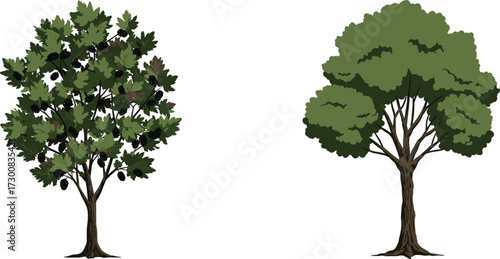 Two distinct trees with varied foliage and fruit-bearing characteristics on white background, botanical vector for species comparison and design reference