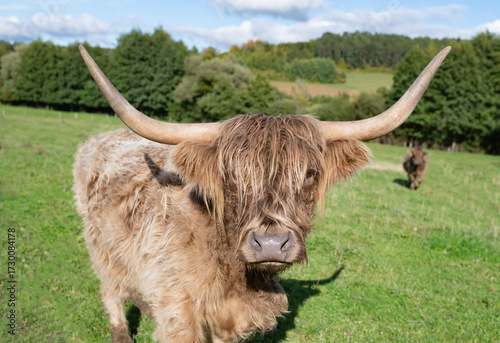 Vache écossaise longues cornes